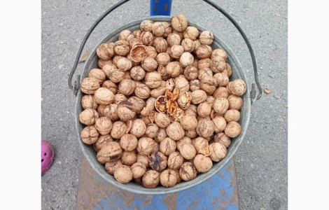 Куплю Грецкие орехи