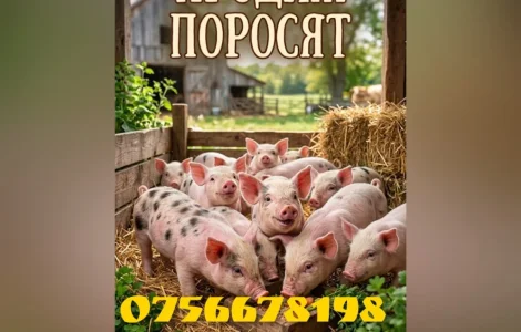 Продам поросят