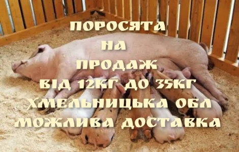 Продам поросят