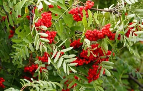 Куплю горобину