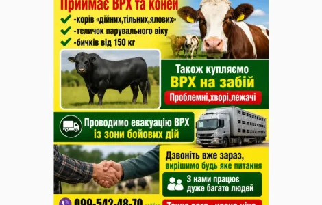 Закупаем ВРХ у населения и хозяйств