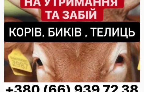 Ферма закуповує ВРХ