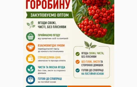Закупаем свежую рябину