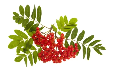 Куплю горобину