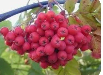 Куплю горобину