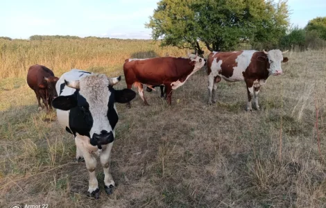 Продам ВРХ. Бики