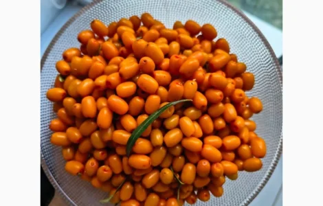 Продам обліпиху сортову крупну