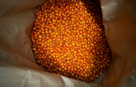 Продам обліпиху заморожену 20т