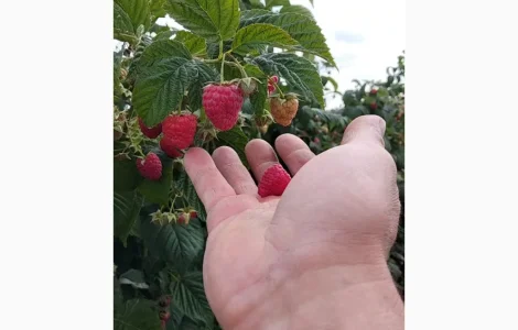 Продам малину