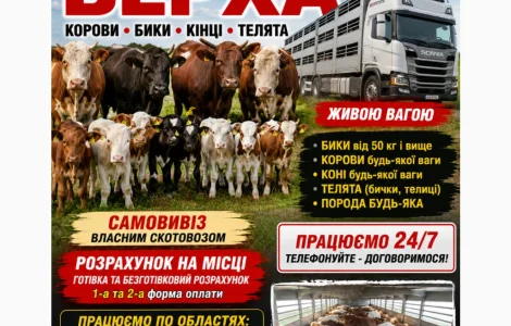 ВРх. Бики телята корови санбрак