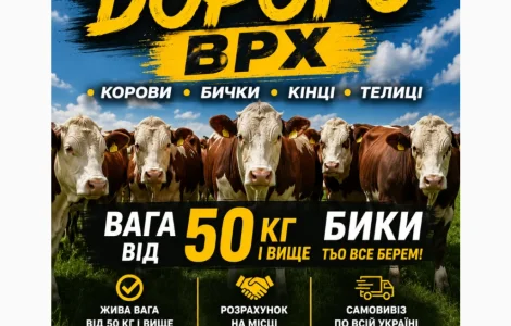 Закупляемо ВРХ дорого коров