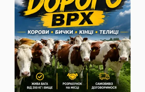 Бики корови нетелі закупляемо всій Україні дорого