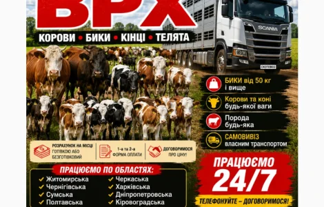 Купити Велику Рогату Худобу : Корови. Бичок. Телиці. Коні. На М'ясо Та На Тримання