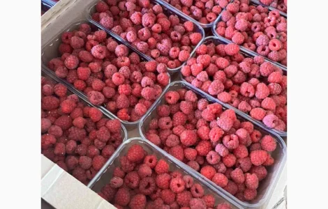 Куплю малину свежую малину