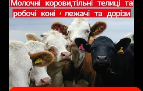 Врх на тримання