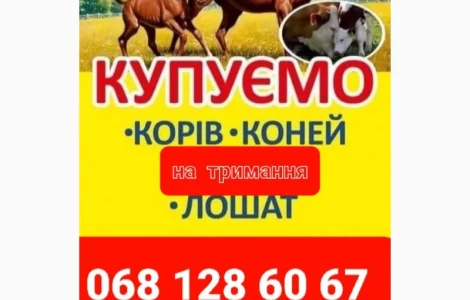 Корови Коні