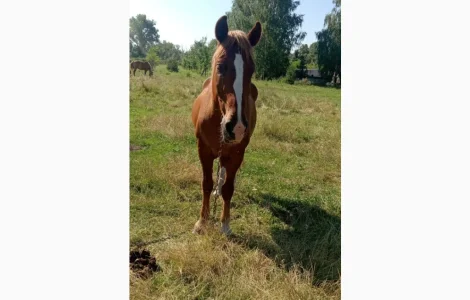 Продам коня