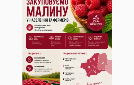 Закупляємо свіжу малину сезон 2026