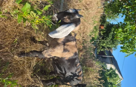 Продам козенят