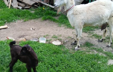 Продам козу з козеням. Ціна договірна