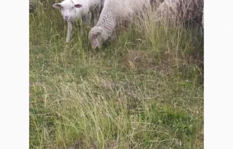 Продам вівці