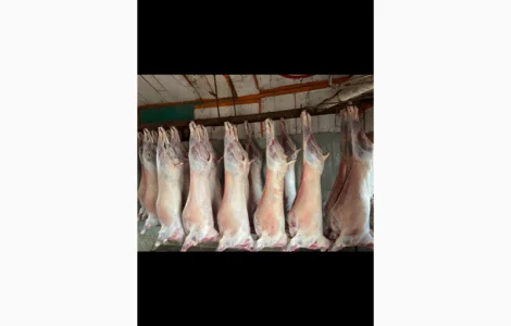 Куплю овцы бараны на мясо