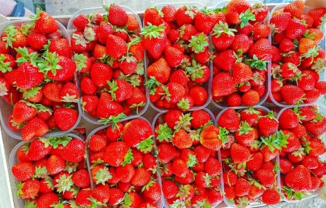 Продам Полуницю