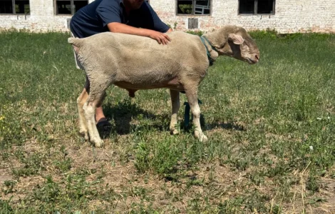 Продам племенного барана породы Меріноландшаф