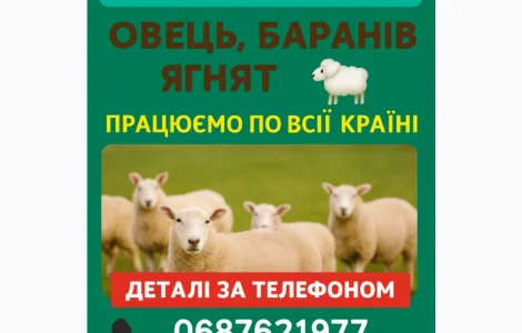 Куплю овец баранов ягнят