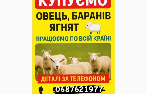 Куплю Вівці Барани Ягнята