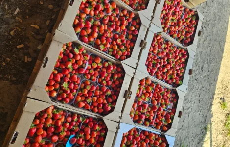 Продам свежую клубнику