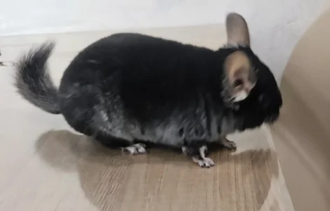 Шиншила хлопчик