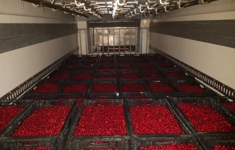 Продам ВИШНЮ замороженую с косточкой