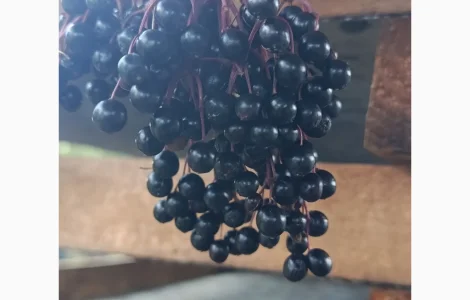 Куплю ягоды черной бузины