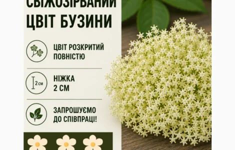 Закуповуємо свіжозірваний цвіт бузини запрошуємо до співпраці