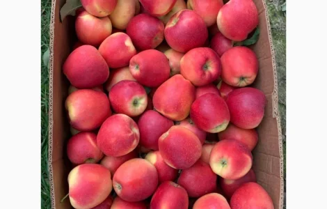Продам яблука з молодого саду сорт Гала Маст