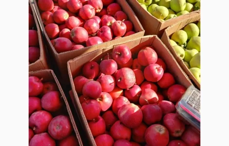 Продам яблука оптом від виробника