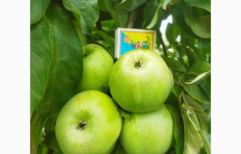 Продам яблоки
