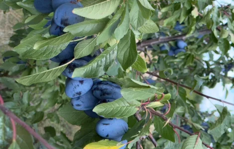 Продам сливу стенлей ціна 10 грн
