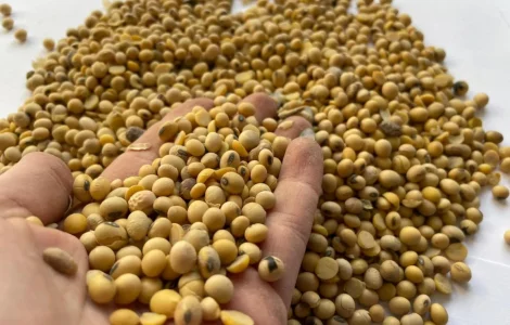 Продам сою оптом | хорошие показатели качества