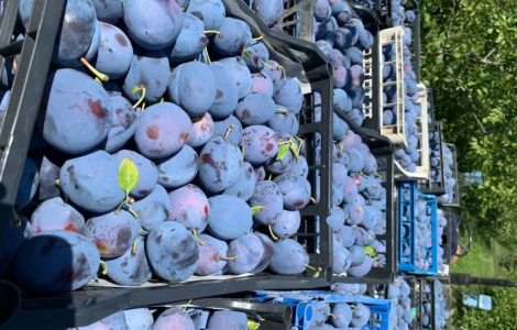 Продам саджанці сливи