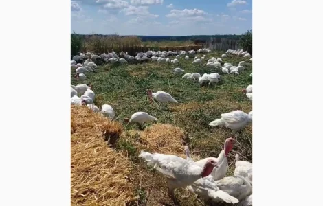 Індича тушка (Вільний вигул) продам опт роздріб