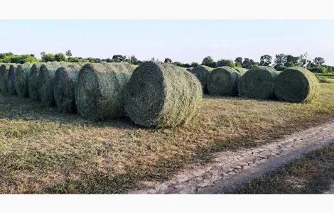 Продам суху солому в циліндричних тюках 150-260 кг