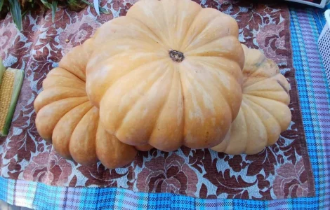 Продам солодкий кабак