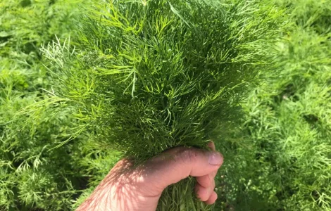 Куплю кріп Парасолька куплю