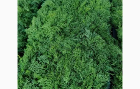 Продам бутон укропа