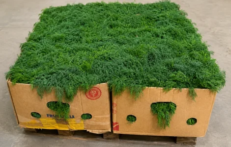 Продам свежий укроп (не фасованный)