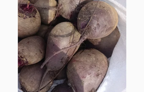 Продам буряк