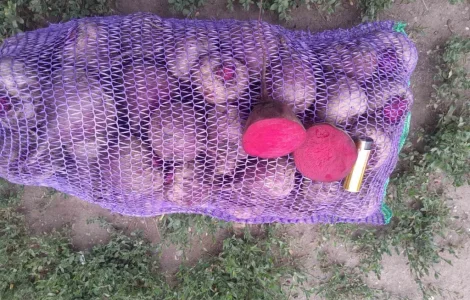 Продам буряк