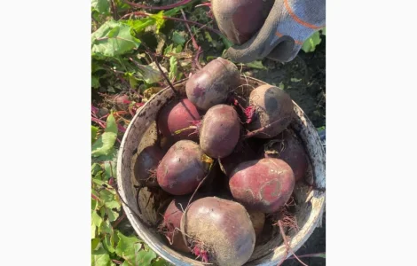 Продам буряк